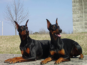 Viva and Cala